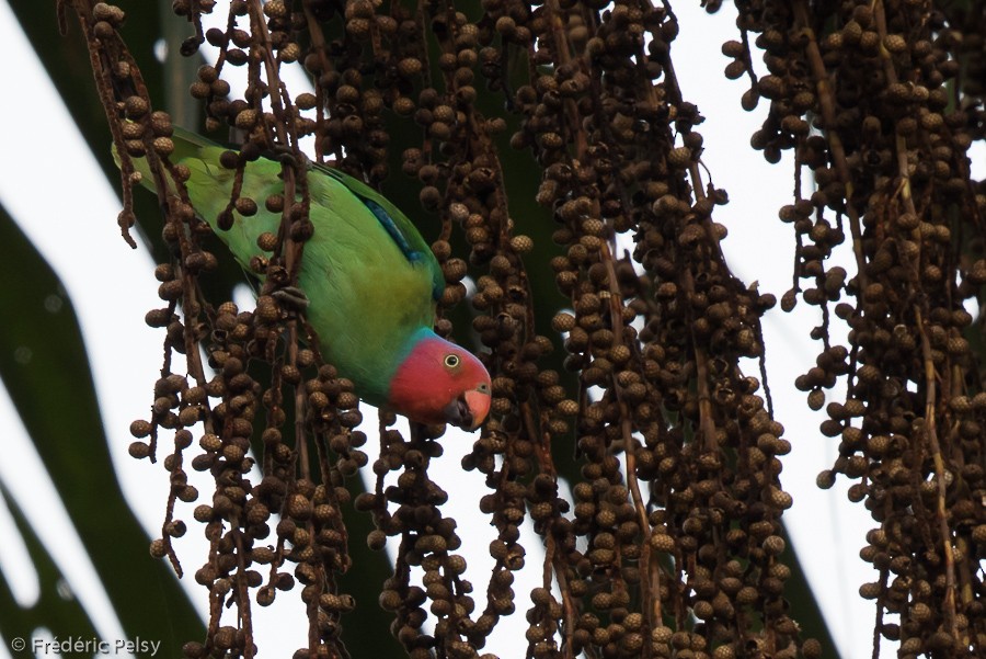 Red-cheeked Parrot - ML206202371