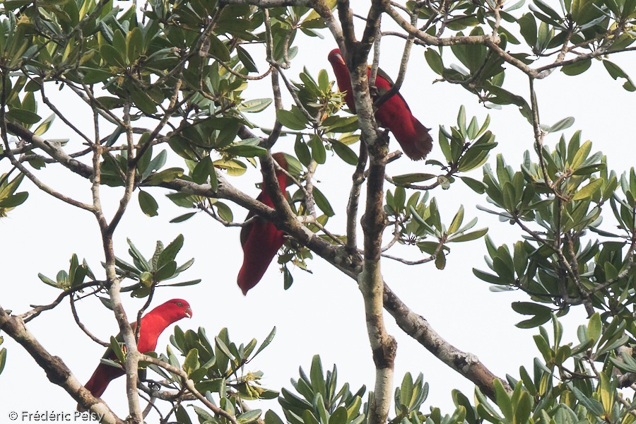 Chattering Lory - Frédéric PELSY