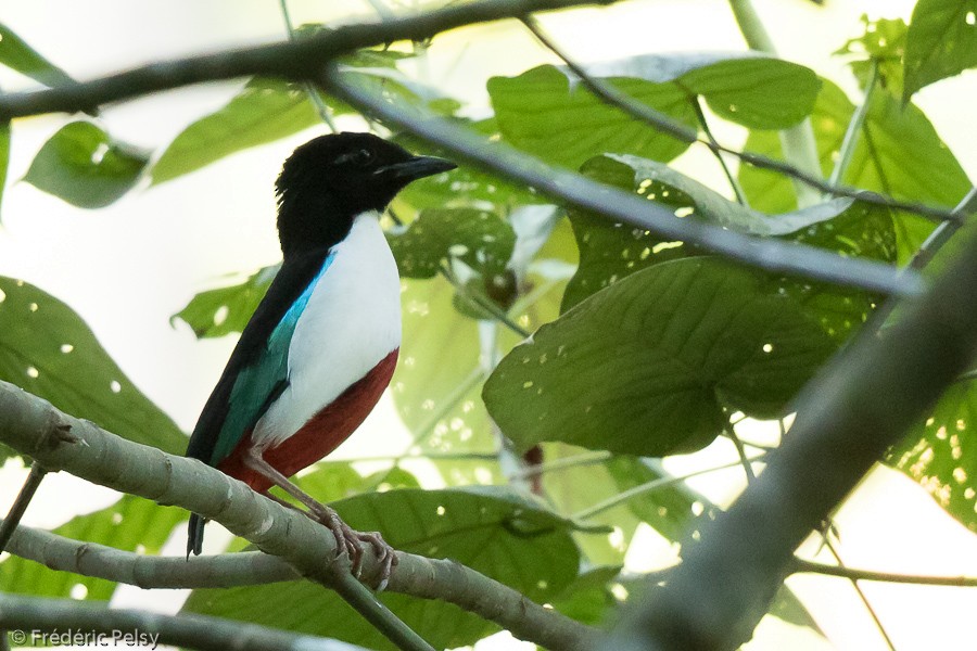 Ivory-breasted Pitta (Ivory-breasted) - ML206202451