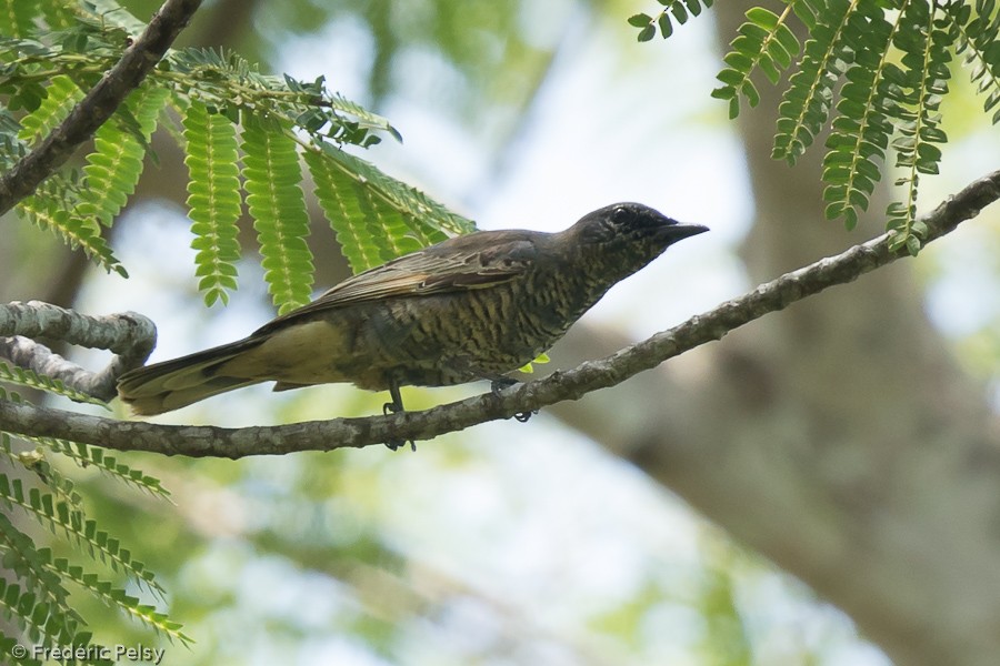 Common Cicadabird (Moluccan) - ML206202481