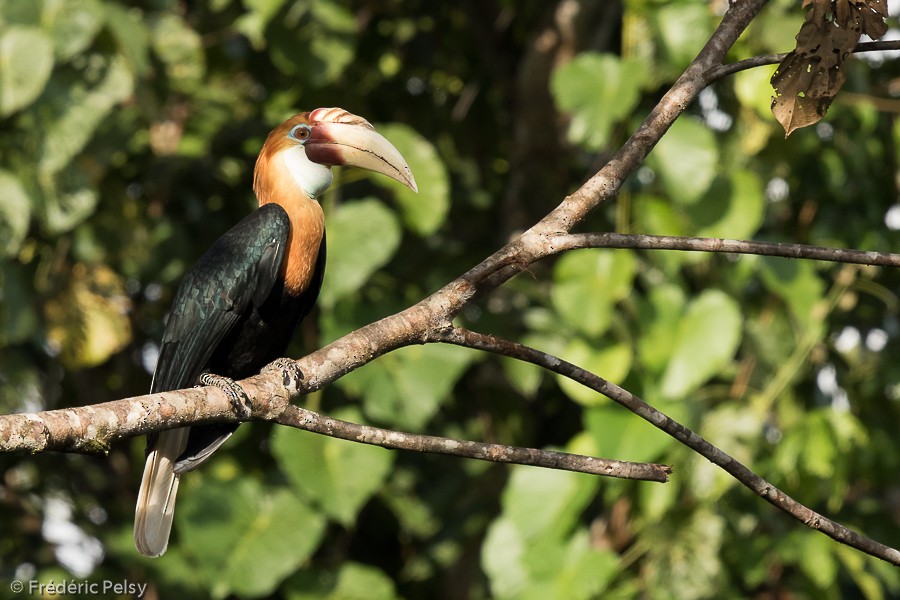 Blyth's Hornbill - Frédéric PELSY