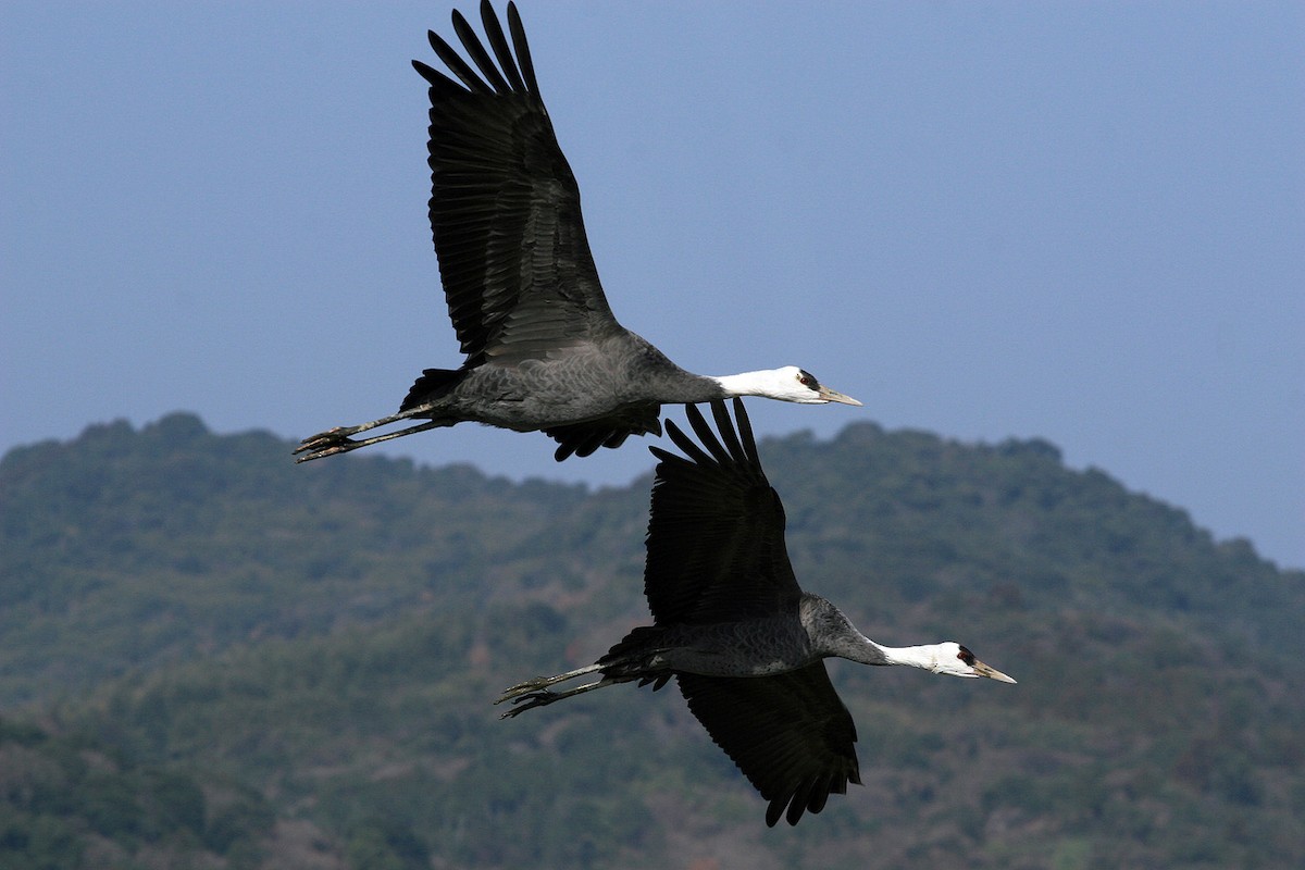 Hooded Crane - ML206202821