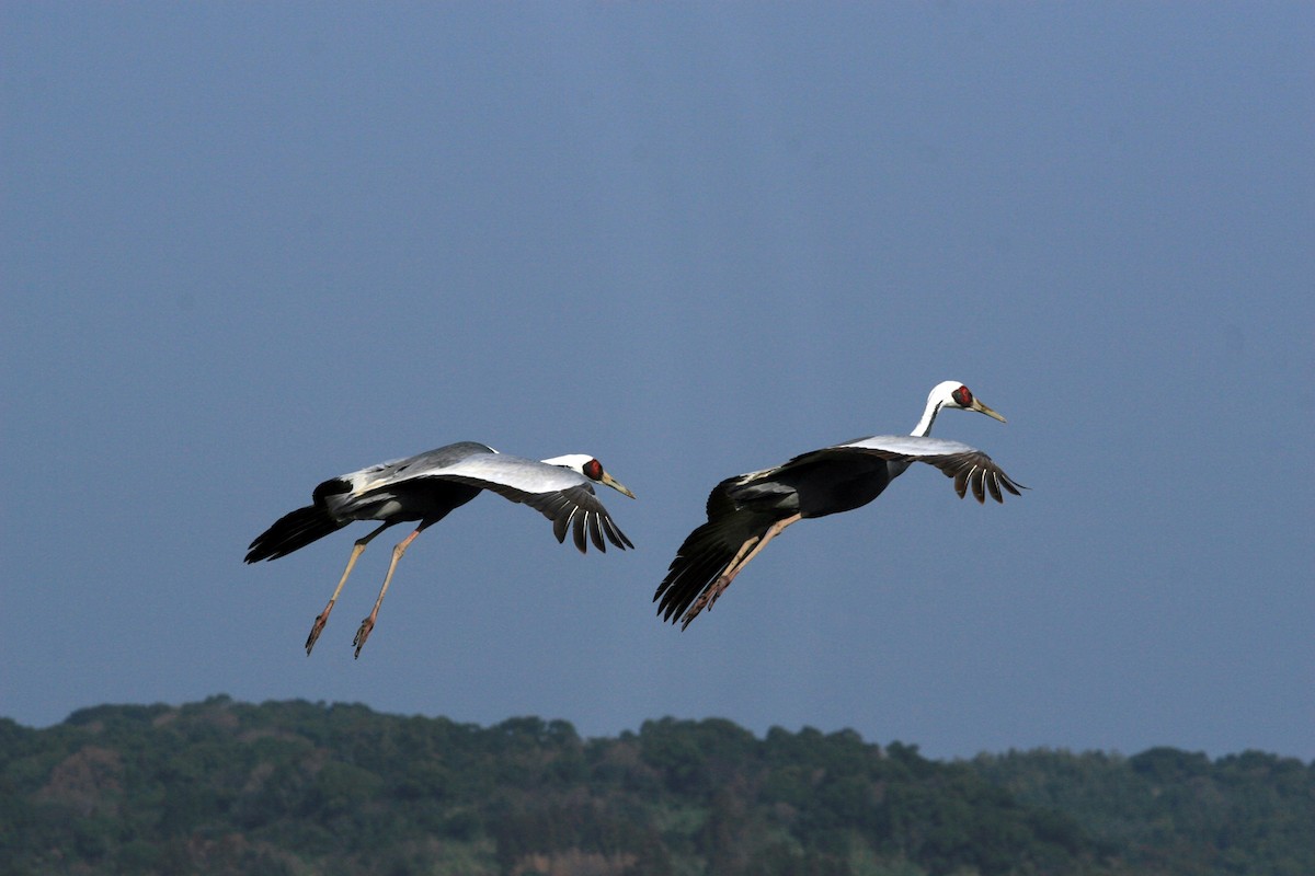 White-naped Crane - ML206202861