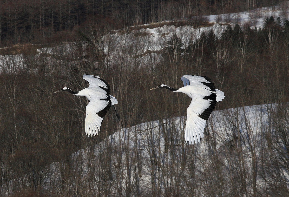 Red-crowned Crane - ML206202941