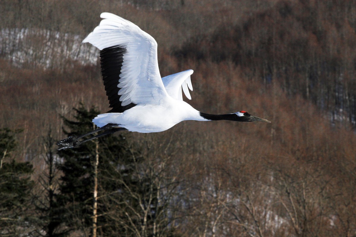 Red-crowned Crane - ML206202951