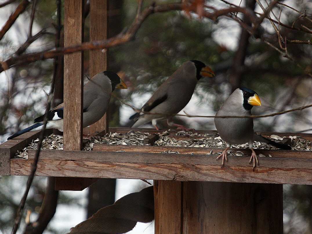 Japanese Grosbeak - ML206203001