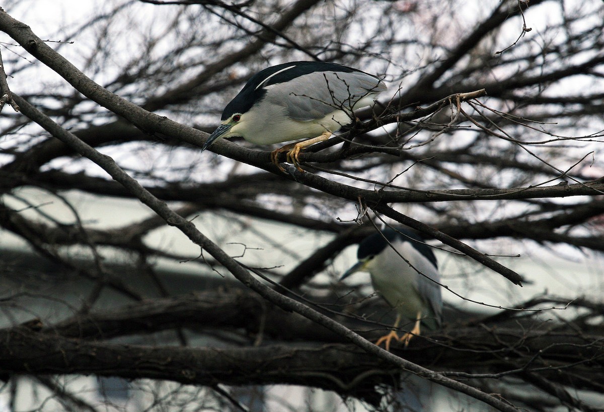 Black-crowned Night Heron - ML206203161