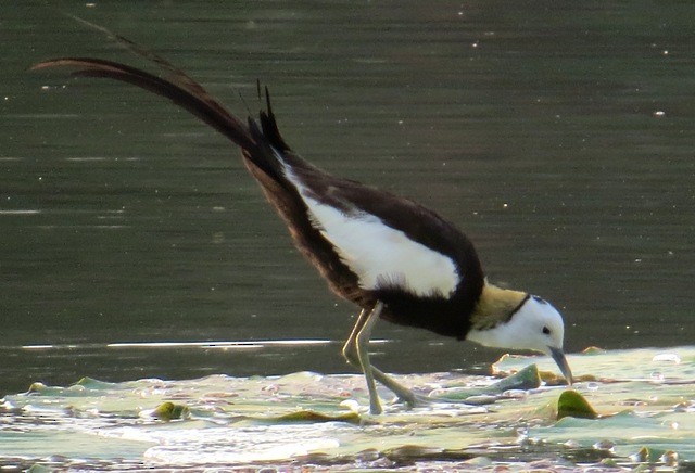 Pheasant-tailed Jacana - ML206203201