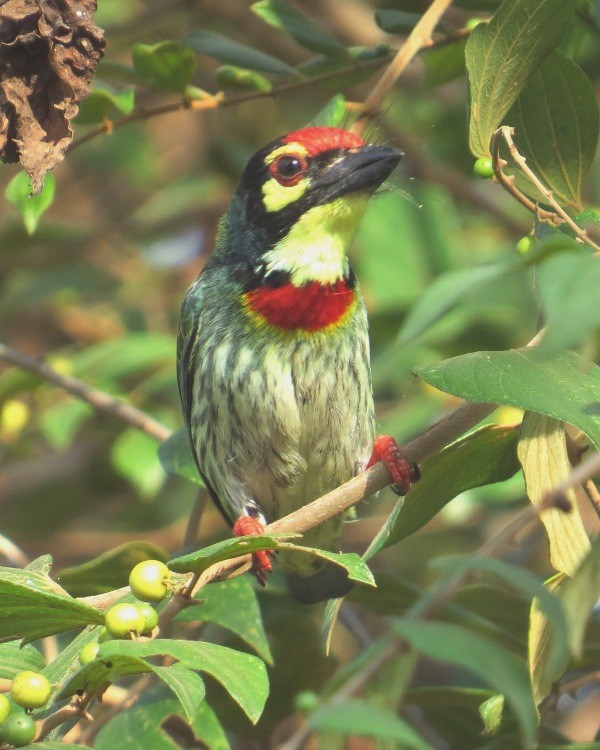 Coppersmith Barbet - ML206203311