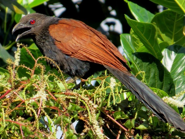 Greater Coucal (Southern) - ML206203331
