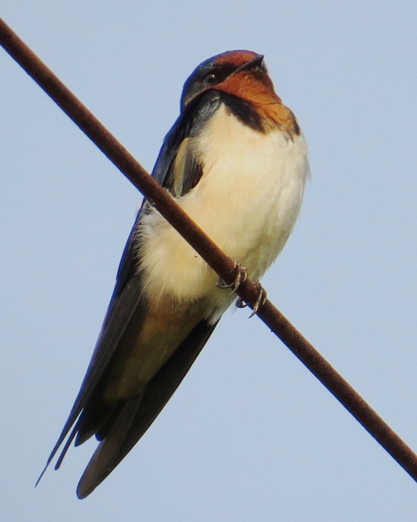 Barn Swallow (Buff-bellied) - ML206203471