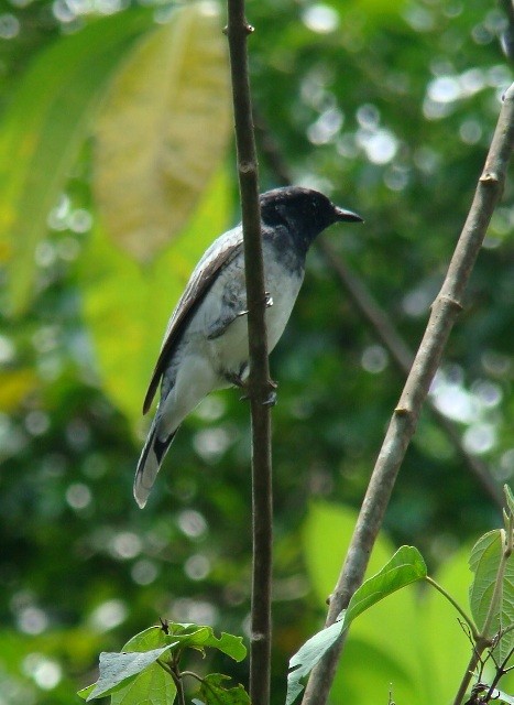 Black-headed Cuckooshrike - Athula Edirisinghe
