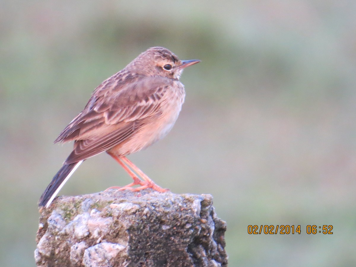 Jerdon's Bushlark - ML206203571