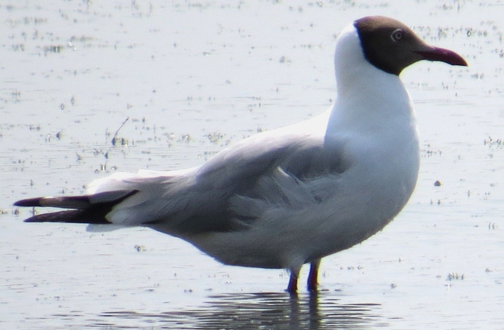 Brown-headed Gull - Athula Edirisinghe