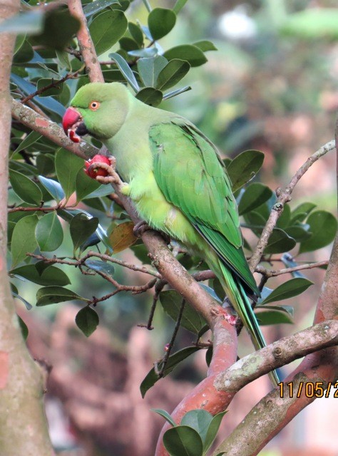 Yeşil Papağan - ML206203851