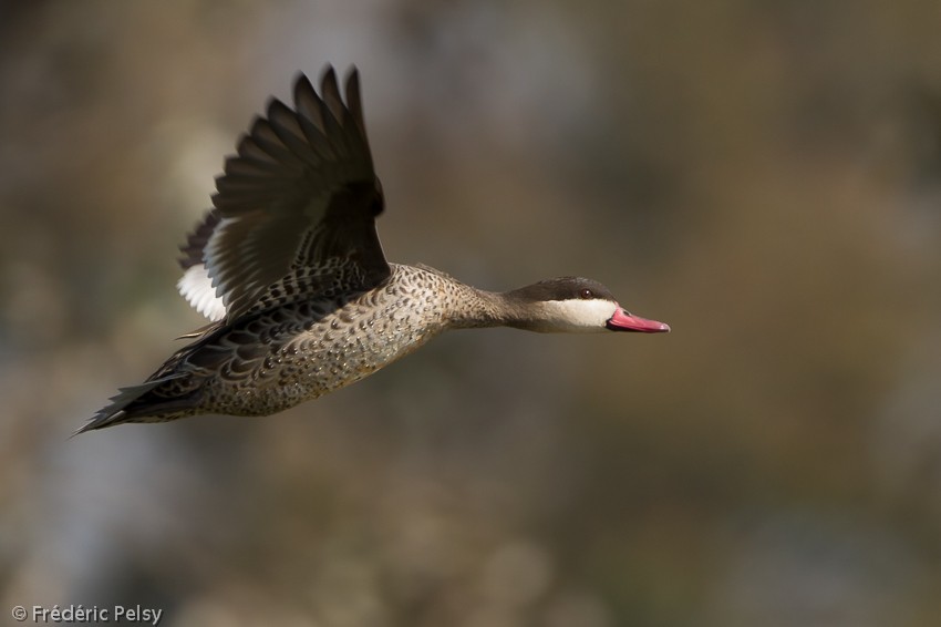 Red-billed Duck - ML206203941