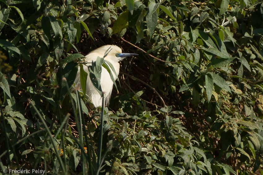 Malagasy Pond-Heron - Frédéric PELSY