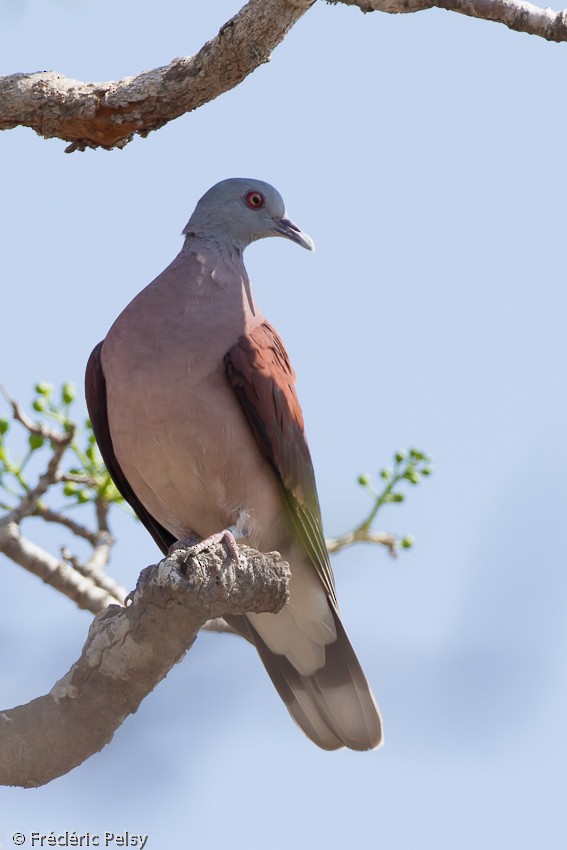Мадагаскарский голубь - ML206203971