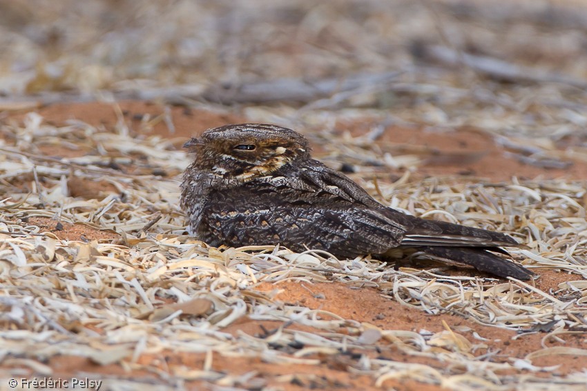 Madagascar Nightjar - ML206204011