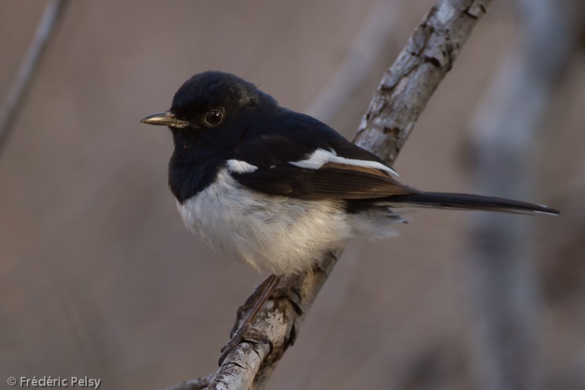 Madagascar Magpie-Robin (White-winged) - ML206204021
