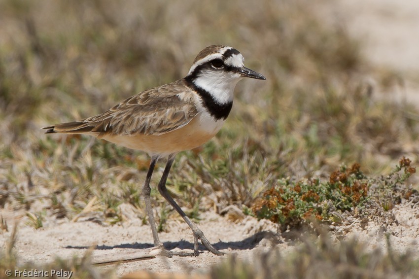 Madagascar Plover - Frédéric PELSY