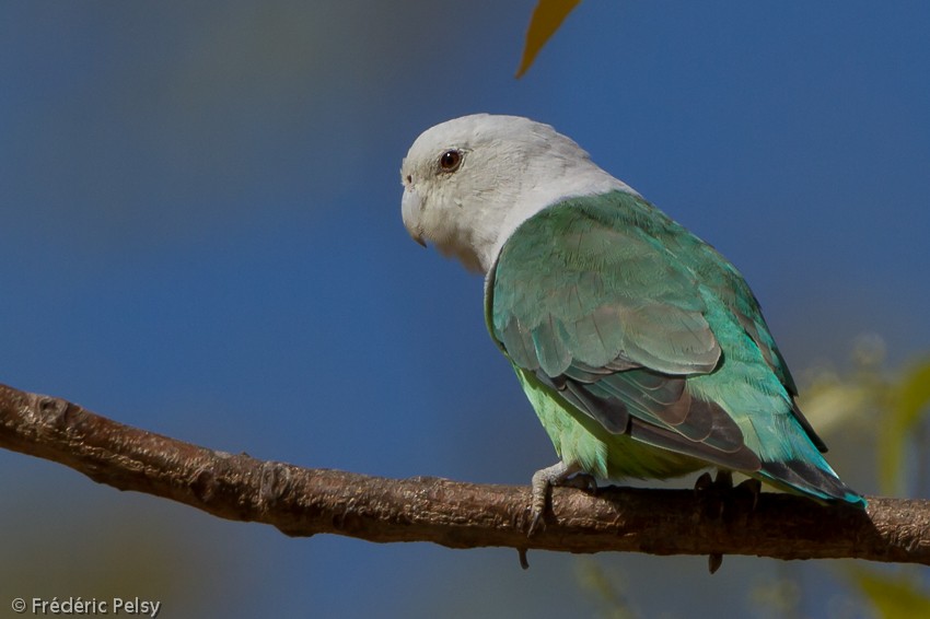 Gray-headed Lovebird - ML206204111