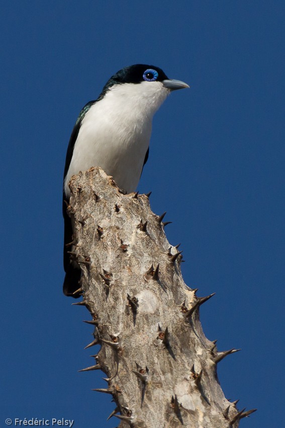 Chabert Vanga (White-tailed) - ML206204181