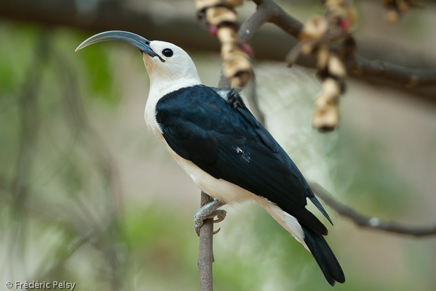 Sickle-billed Vanga - Frédéric PELSY