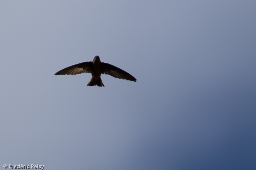 Madagascar Spinetail - ML206204541