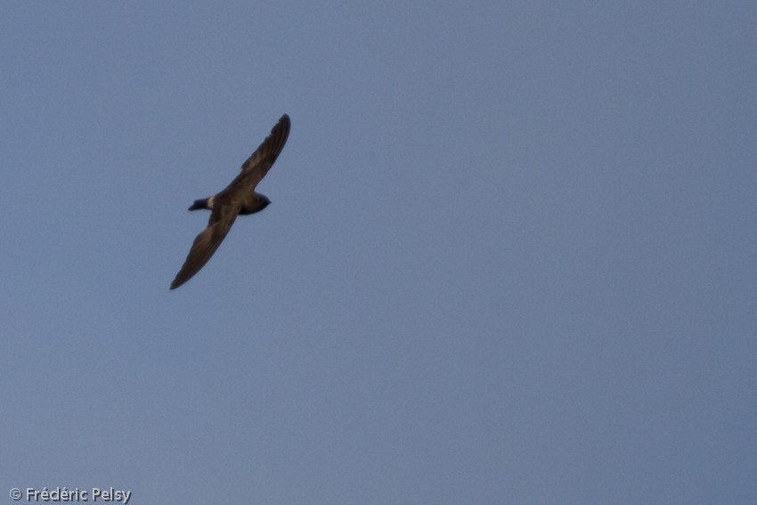 Madagascar Spinetail - ML206204551