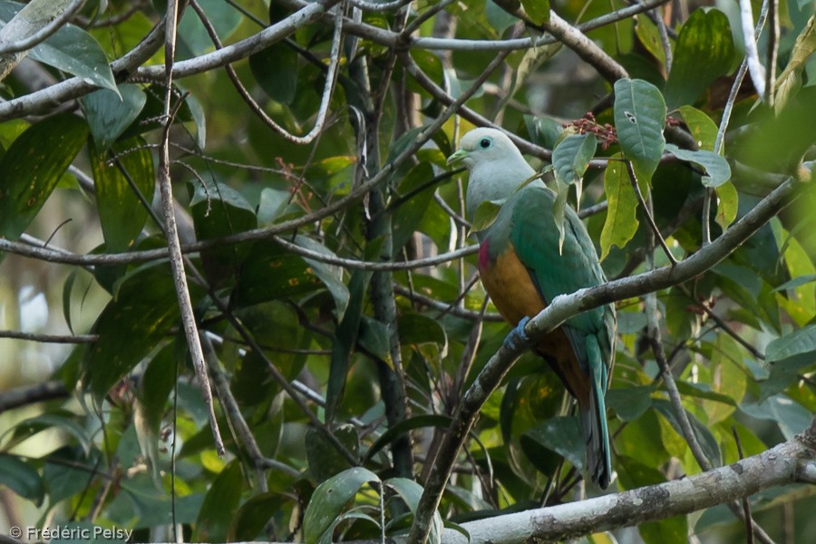 Scarlet-breasted Fruit-Dove - ML206204681