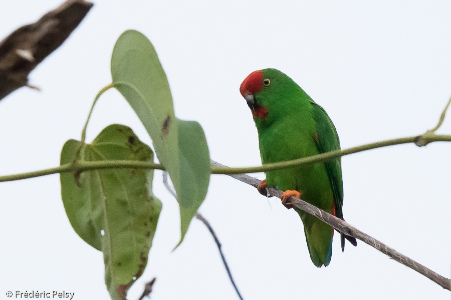 Moluccan Hanging-Parrot - Frédéric PELSY