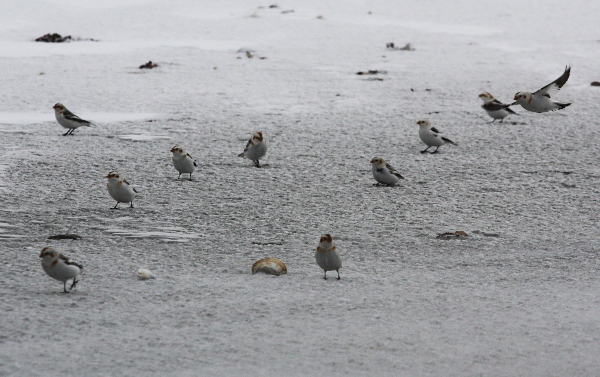 Snow Bunting - ML206205421