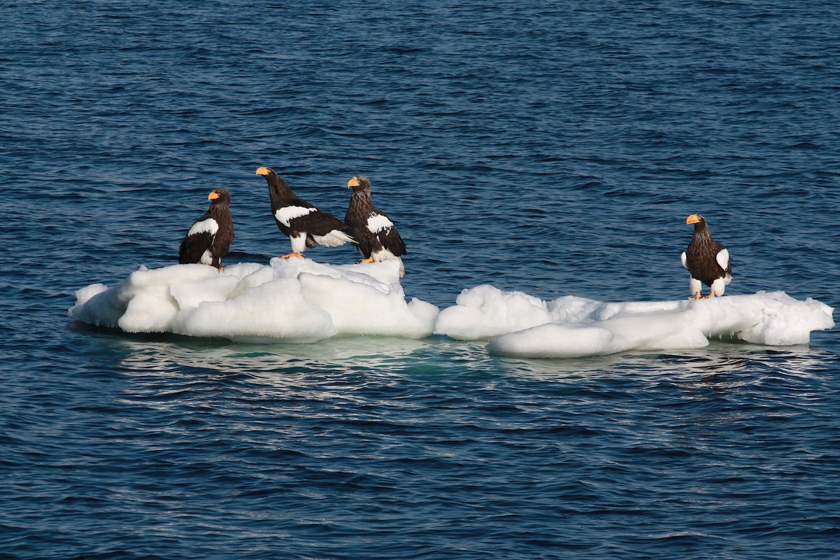 Steller's Sea-Eagle - ML206205501