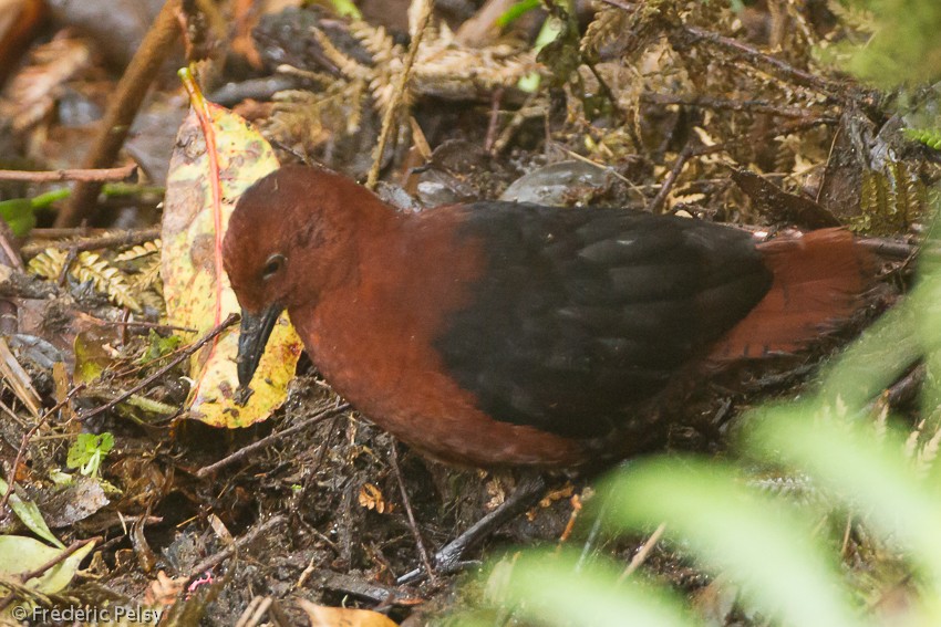 Forbes's Forest Rail - ML206205851