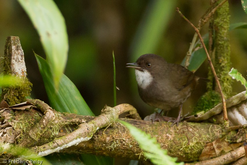 Mountain Mouse-Warbler - ML206205871