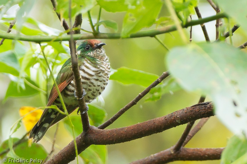 White-eared Bronze-Cuckoo - ML206205991