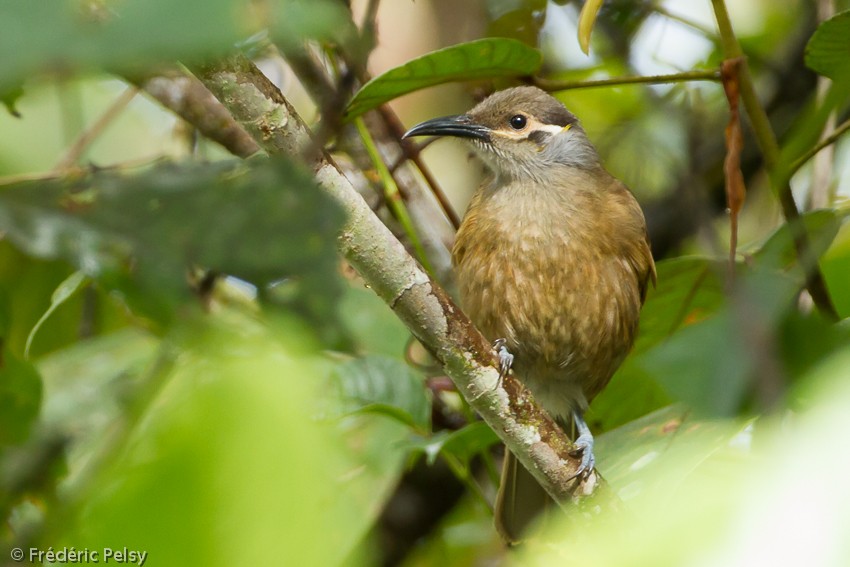 Tawny-breasted Honeyeater - ML206206031