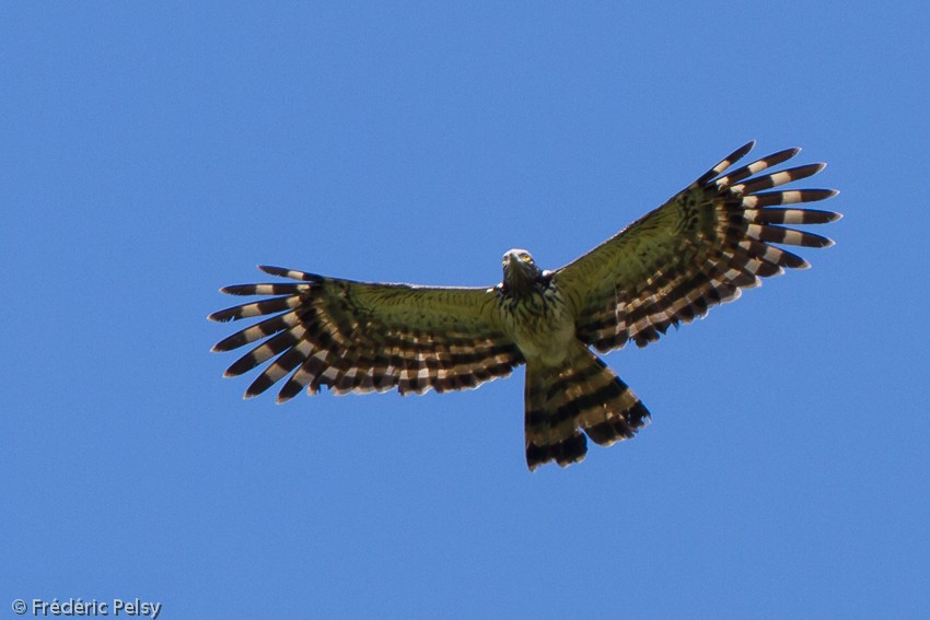 Long-tailed Honey-buzzard - ML206206051