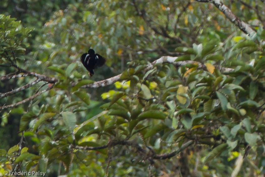 Carola's Parotia - ML206206111