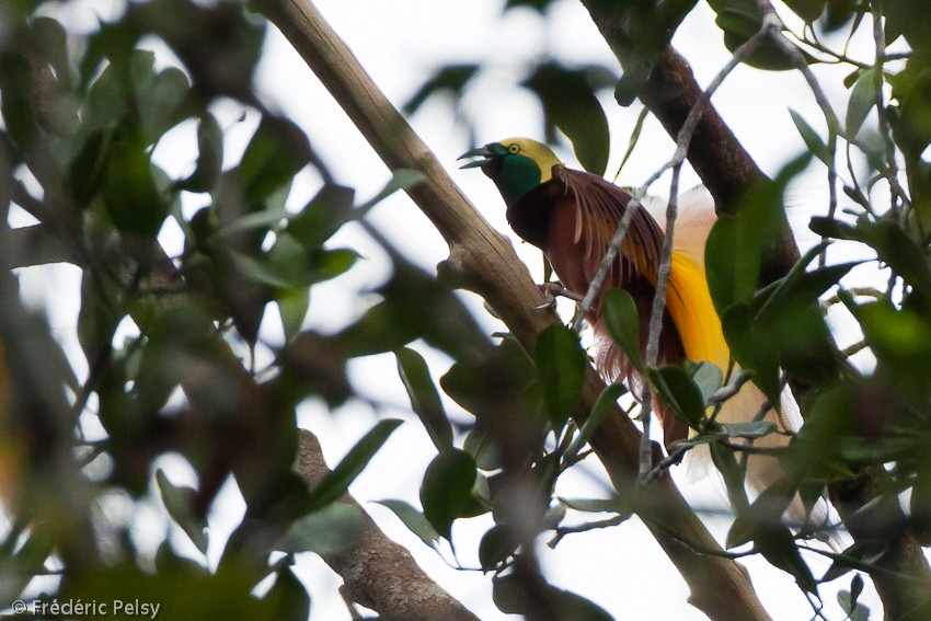 Greater Bird-of-Paradise - ML206206131