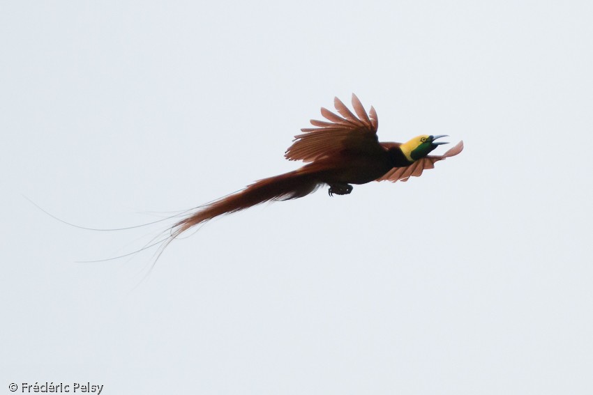 Raggiana Bird-of-Paradise - ML206206391