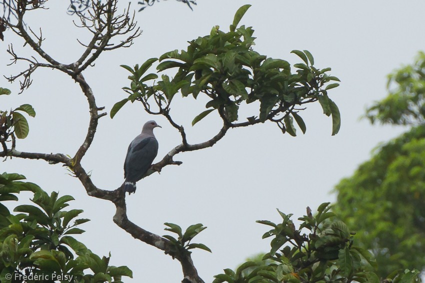 Pinon's Imperial-Pigeon (Gray-headed) - ML206206401