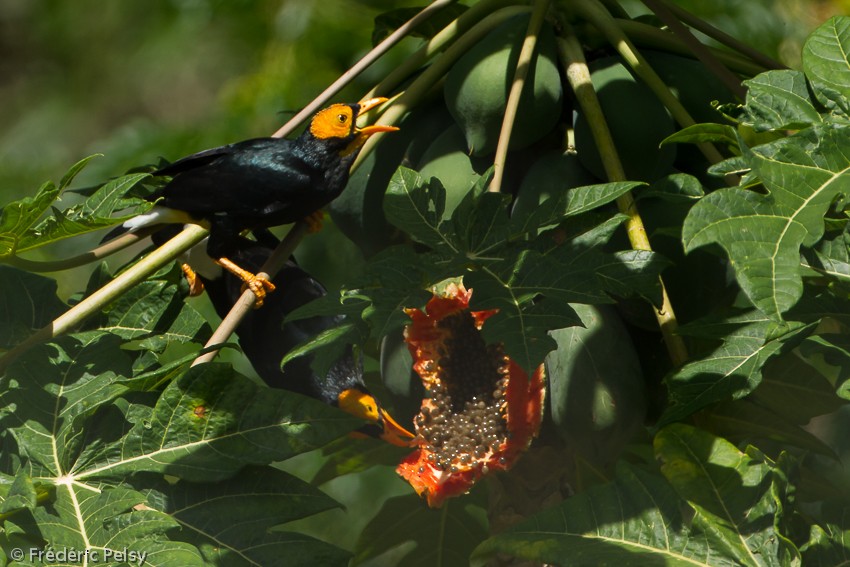 Yellow-faced Myna - ML206206461