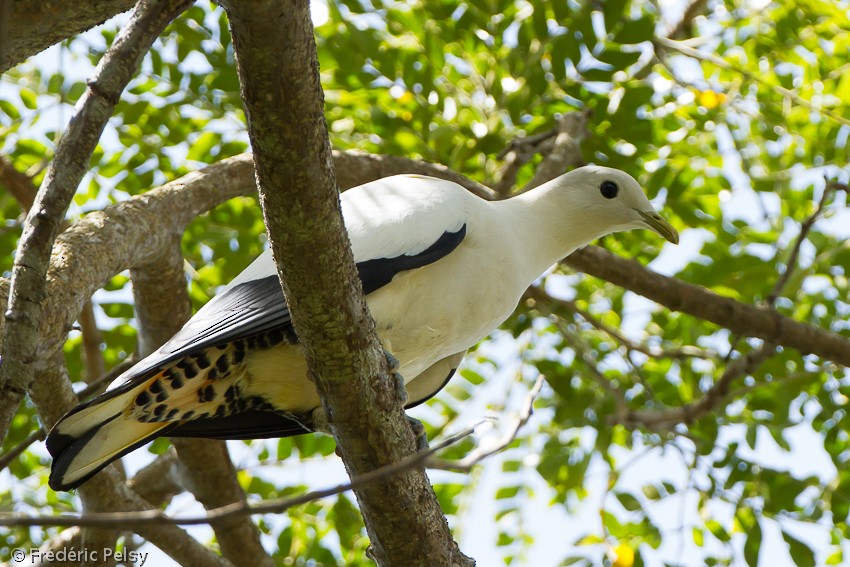 Torresian Imperial-Pigeon - ML206206481