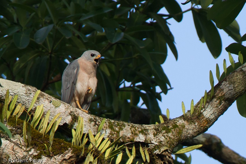 Variable Goshawk (Variable) - ML206206501