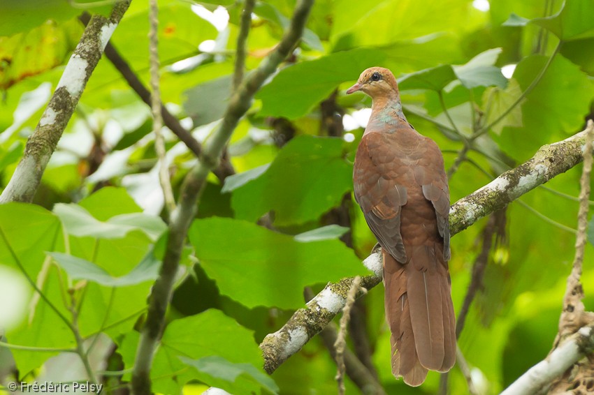 Amboyna Cuckoo-Dove - ML206206541