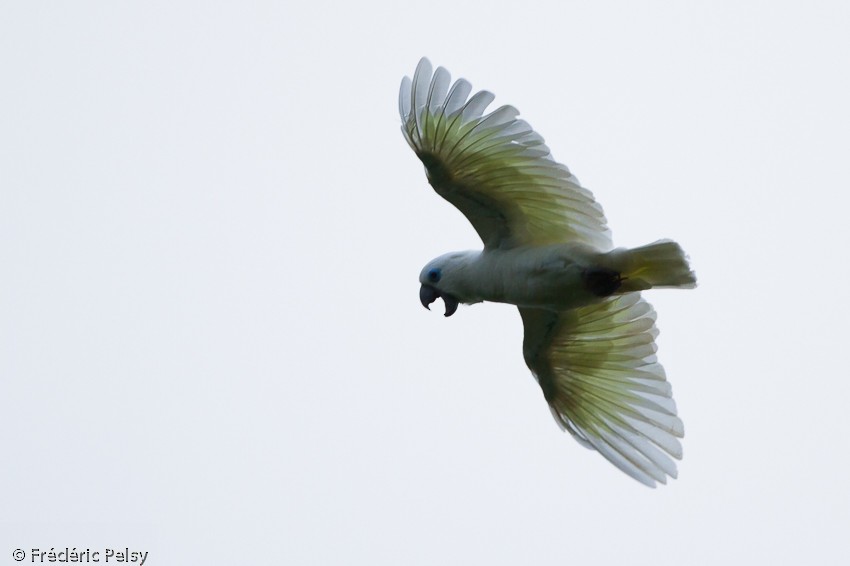 Blue-eyed Cockatoo - ML206206571