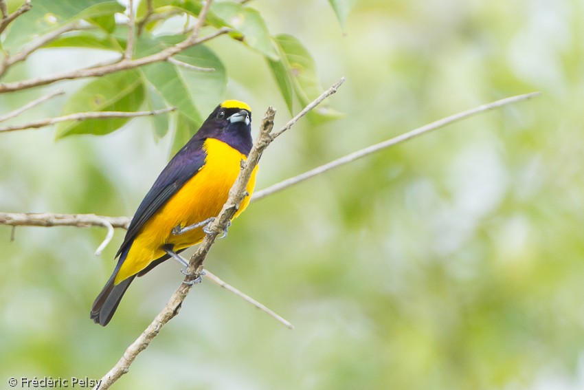 Velvet-fronted Euphonia - Frédéric PELSY