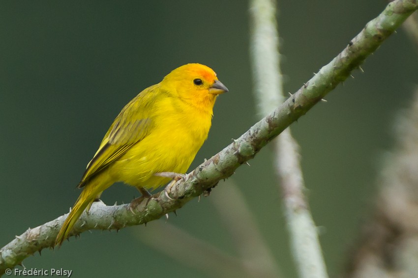 Saffron Finch (Saffron) - ML206207101